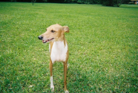 Elke, my Italian Greyhound