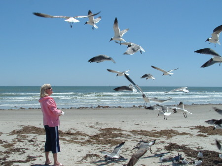 Seagulls at Port Aransas TX