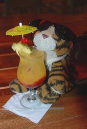 Tiger in Hawaii