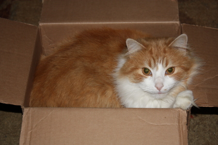 This is the American Box Cat.