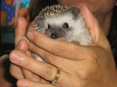 Babie, our hedgehog