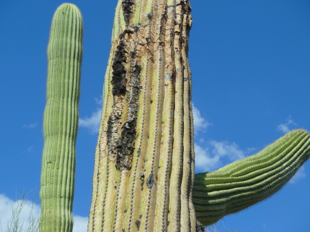 Starr Guckert's album, Arizona Desert, Summer 2010