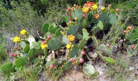 Sweetwater cactus