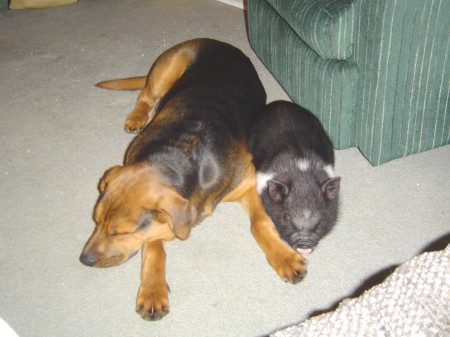 Lloyd (the dog) & Korkie (the pig)