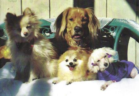 My pets in 2005