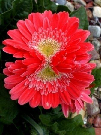 siamese gerbera daisy