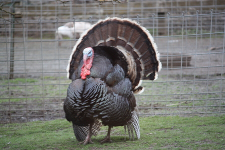 Wishard Bronze Turkey