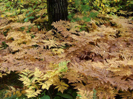 Autumn Ferns
