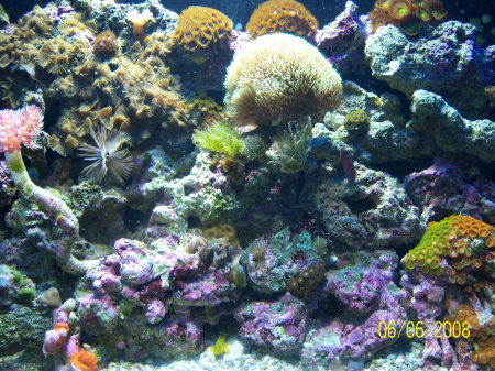 50 Gallon Reef Aquarium, My Wifes