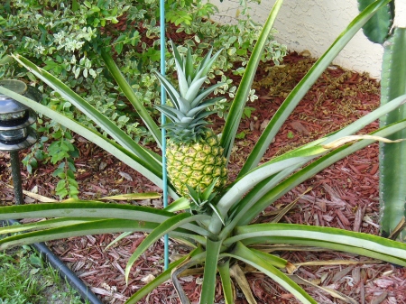 My first Florida grown pineapple!