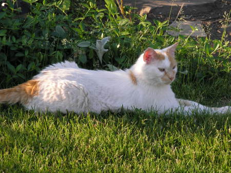 PK  Patio Kitty