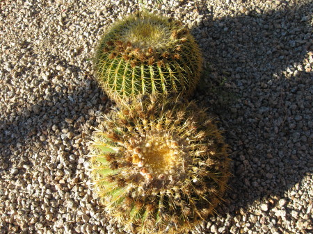 Cacti1