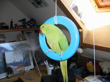 Our Indian Ringneck Parrot Cosmo
