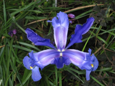 Dark Blue Iris