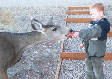 AJ feeding an apple to a deer at our cabin.