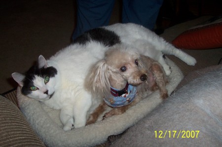 Rusty, teacup toy poodle & Pebbles, the cat.