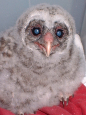 baby barred owl