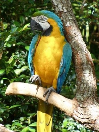 Macaw