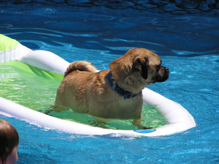 Clyde in the pool