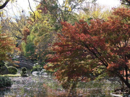 Japanese Garden, Ft. Worth, TX