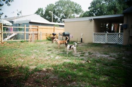 harley & tigger in backyard