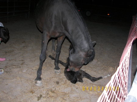 Baby foal