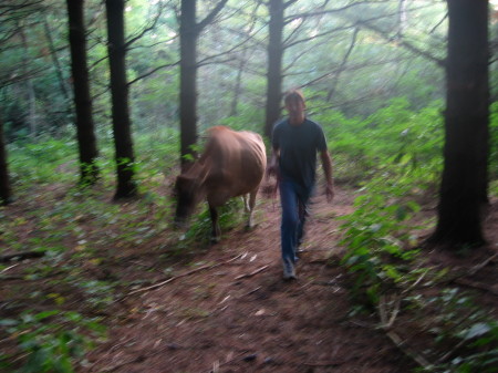 Walk in the Forest