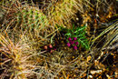 Cactus flower 2010 Grand Canyon