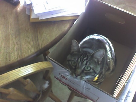 Pooch, my daughter's cat hiding in a box