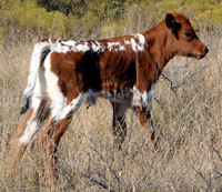 another 2008 calf
