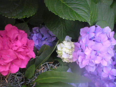 My gorgeous hydrangea