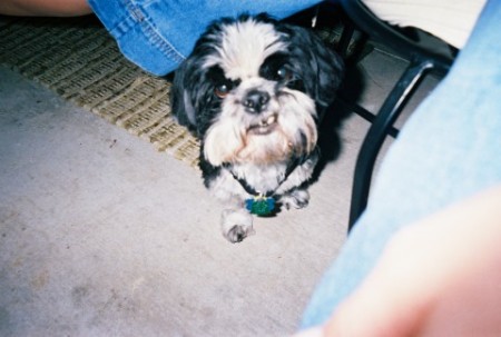 My little shih tzu, Snoopy.