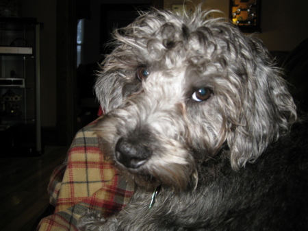 Bart, My 1 Year Old Male Schnoodle