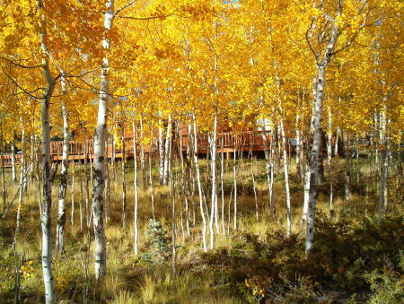 The house through the trees 2006