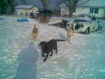 Hot Rod project and dogs in snow after tornado