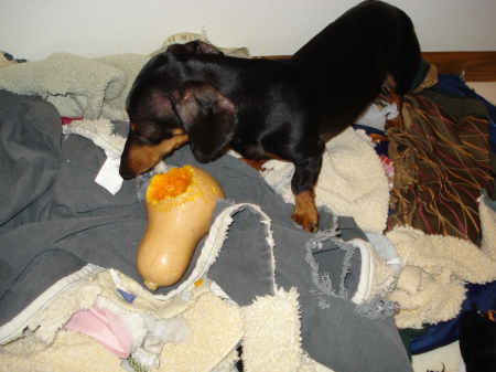 My dog, Toby, the squash stealer