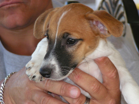 My Jack Russel Steeler