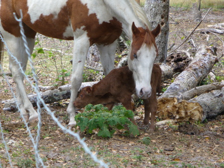 Joker With Baby calf