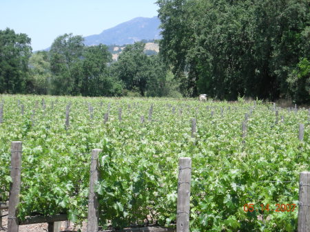 A Napa vineyard.