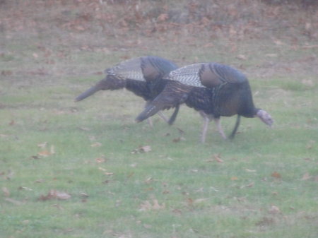 Wild Turkeys ME Nov. 2010