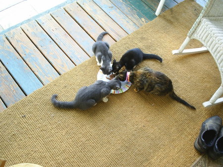 5 little kitties