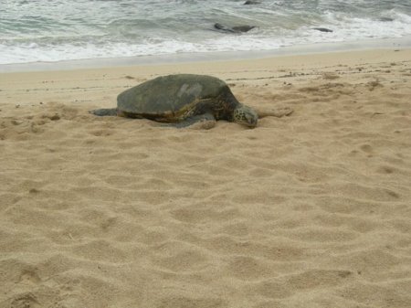 giant turtle at North Shore