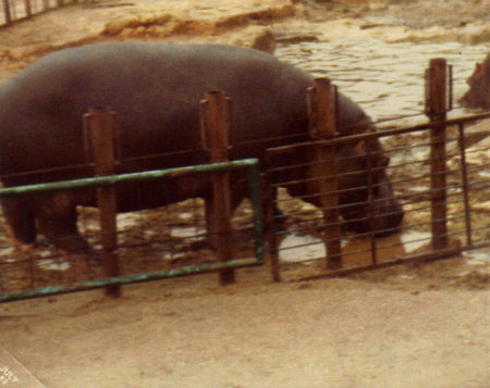 palma de majorca- zoo 10