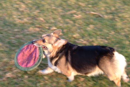 Barbara Chang's album, My Dogs