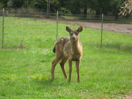 fawn on our property