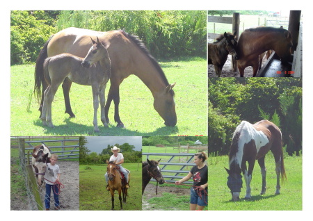 horse collage