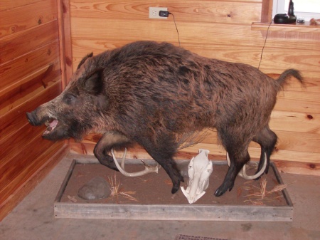 Russian Boar
