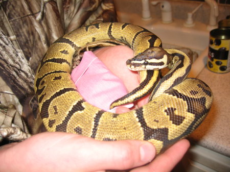 Ball Python (Spider Morph)