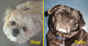 Bogy and Turbo 2008