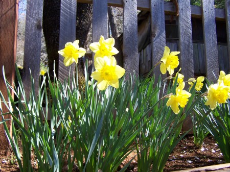 Daffodils